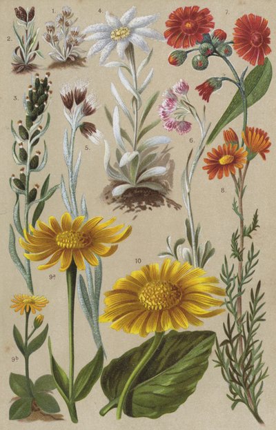 高山植物 作： European School